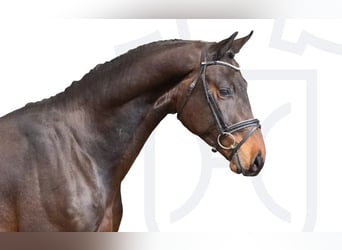 Holsteiner, Hengst, 3 Jaar, Bruin