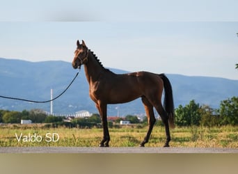 Holsteiner Mix, Hengst, 3 Jaar, Donkerbruin