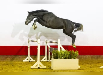 Holsteiner, Hengst, 3 Jaar, kan schimmel zijn