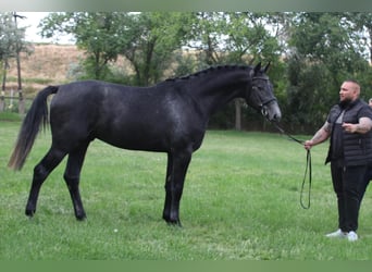 Holsteiner, Hengst, 3 Jaar, Schimmel