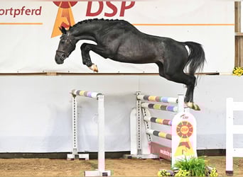 Holsteiner, Hengst, 3 Jahre, 163 cm, Schimmel