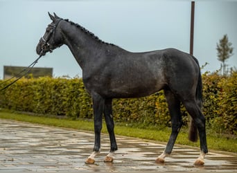 Holsteiner, Hengst, 3 Jahre, 163 cm, Schimmel