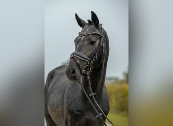 Holsteiner, Hengst, 3 Jahre, 163 cm, Schimmel