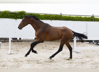 Holsteiner, Hengst, 3 Jahre, 164 cm, Brauner