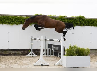 Holsteiner, Hengst, 3 Jahre, 164 cm, Brauner
