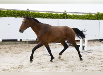 Holsteiner, Hengst, 3 Jahre, 164 cm, Brauner