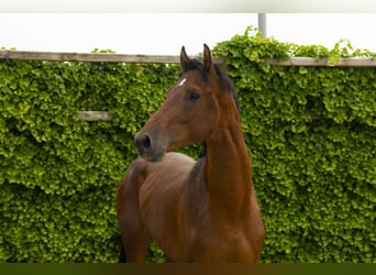 Holsteiner, Hengst, 3 Jahre, 164 cm, Brauner