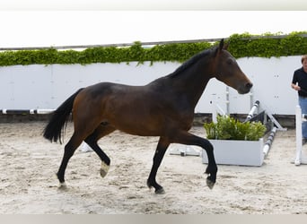Holsteiner, Hengst, 3 Jahre, 164 cm, Dunkelbrauner