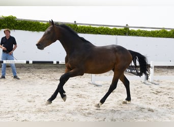 Holsteiner, Hengst, 3 Jahre, 164 cm, Dunkelbrauner