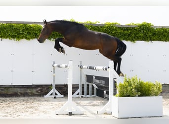Holsteiner, Hengst, 3 Jahre, 164 cm, Dunkelbrauner
