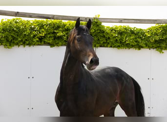Holsteiner, Hengst, 3 Jahre, 164 cm, Dunkelbrauner