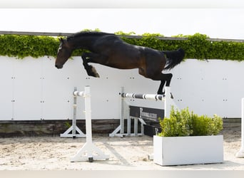 Holsteiner, Hengst, 3 Jahre, 164 cm, Dunkelbrauner