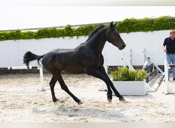 Holsteiner, Hengst, 3 Jahre, 164 cm, Dunkelbrauner