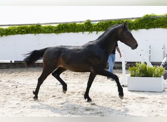 Holsteiner, Hengst, 3 Jahre, 164 cm, Dunkelbrauner