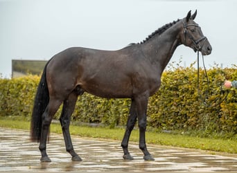 Holsteiner, Hengst, 3 Jahre, 164 cm, Rappe