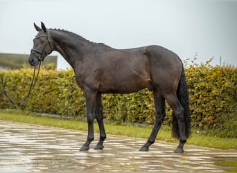 Holsteiner, Hengst, 3 Jahre, 164 cm, Rappe