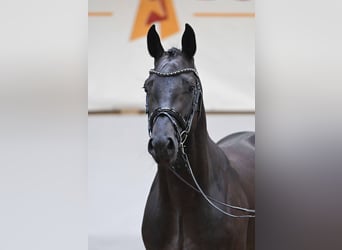 Holsteiner, Hengst, 3 Jahre, 164 cm, Rappe