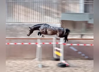 Holsteiner, Hengst, 3 Jahre, 164 cm, Schimmel
