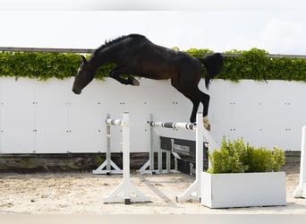 Holsteiner, Hengst, 3 Jahre, 165 cm, Schwarzbrauner