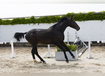 Holsteiner, Hengst, 3 Jahre, 165 cm, Schwarzbrauner