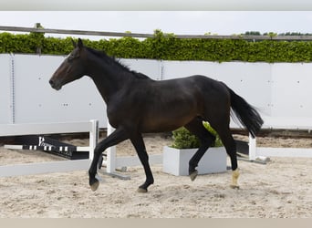 Holsteiner, Hengst, 3 Jahre, 165 cm, Schwarzbrauner