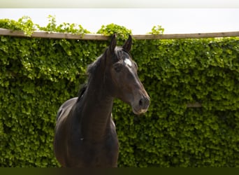 Holsteiner, Hengst, 3 Jahre, 165 cm, Schwarzbrauner