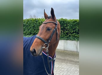 Holsteiner, Hengst, 3 Jahre, 166 cm, Brauner