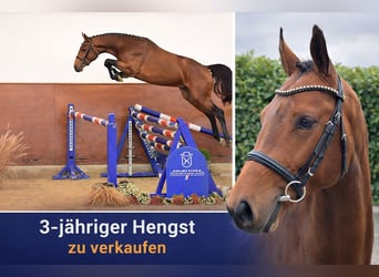 Holsteiner, Hengst, 3 Jahre, 166 cm, Brauner