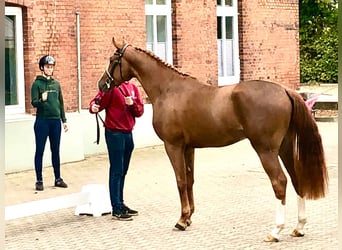 Holsteiner, Hengst, 3 Jahre, 167 cm, Fuchs