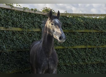 Holsteiner, Hengst, 3 Jahre, 167 cm, Schimmel