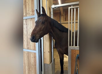 Holsteiner, Hengst, 3 Jahre, 169 cm, Dunkelbrauner