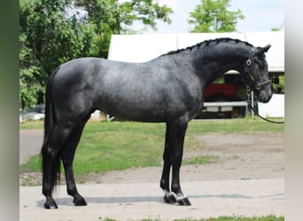 Holsteiner, Hengst, 3 Jahre, 170 cm, Apfelschimmel