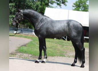 Holsteiner, Hengst, 3 Jahre, 170 cm, Apfelschimmel