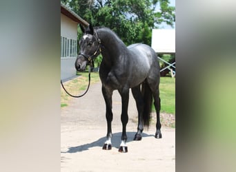 Holsteiner, Hengst, 3 Jahre, 170 cm, Apfelschimmel