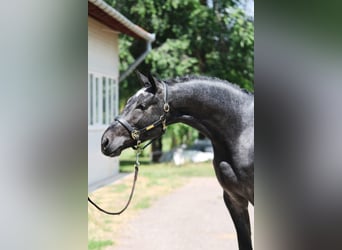Holsteiner, Hengst, 3 Jahre, 170 cm, Apfelschimmel