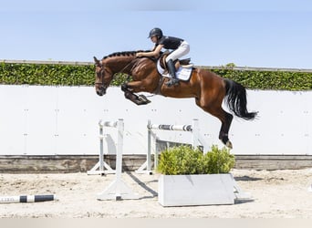 Holsteiner, Hengst, 3 Jahre, 171 cm, Brauner