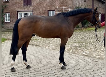 Holsteiner, Hengst, 3 Jahre, 172 cm, Brauner