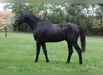 Holsteiner, Hengst, 3 Jahre, 172 cm, Schimmel Holsteiner, Hengst, 3 Jahre, 172 cm, Schimmel