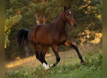 Holsteiner, Hengst, 3 Jahre, 173 cm, Brauner