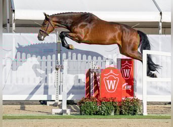 Holsteiner, Hengst, 3 Jahre, 173 cm, Brauner