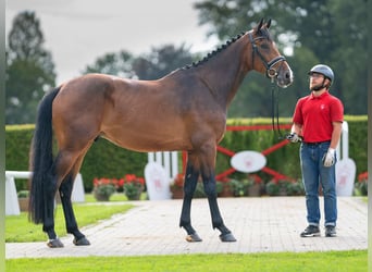 Holsteiner, Hengst, 3 Jahre, 173 cm, Brauner