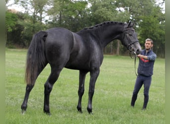 Holsteiner, Hengst, 3 Jahre, 173 cm, Schimmel