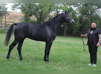 Holsteiner, Hengst, 3 Jahre, 173 cm, Schimmel