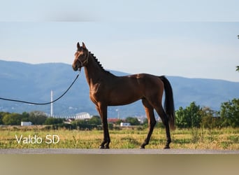 Holsteiner, Hengst, 3 Jahre, Dunkelbrauner