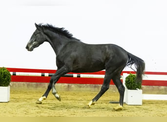 Holsteiner, Hengst, 3 Jahre, Kann Schimmel werden