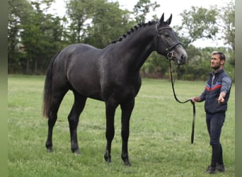 Holsteiner, Hengst, 3 Jahre, Schimmel