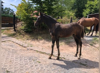 Holsteiner, Hengst, 3 Jahre