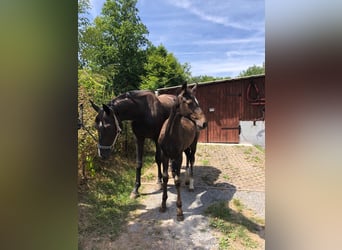 Holsteiner, Hengst, 3 Jahre