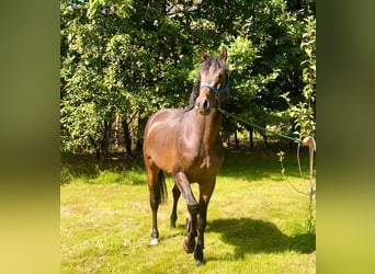 Holsteiner, Hengst, 4 Jaar, 167 cm, Donkerbruin