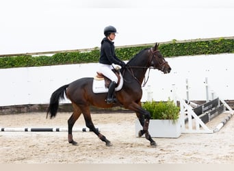 Holsteiner, Hengst, 4 Jaar, 167 cm, Donkerbruin
